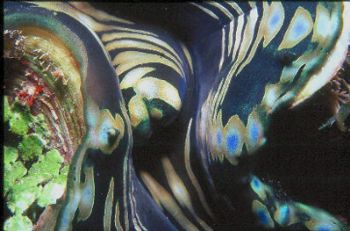 Giant clam mantle taken in Palau. by Beverly J. Speed 